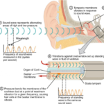 Hearing Loss or Deafness